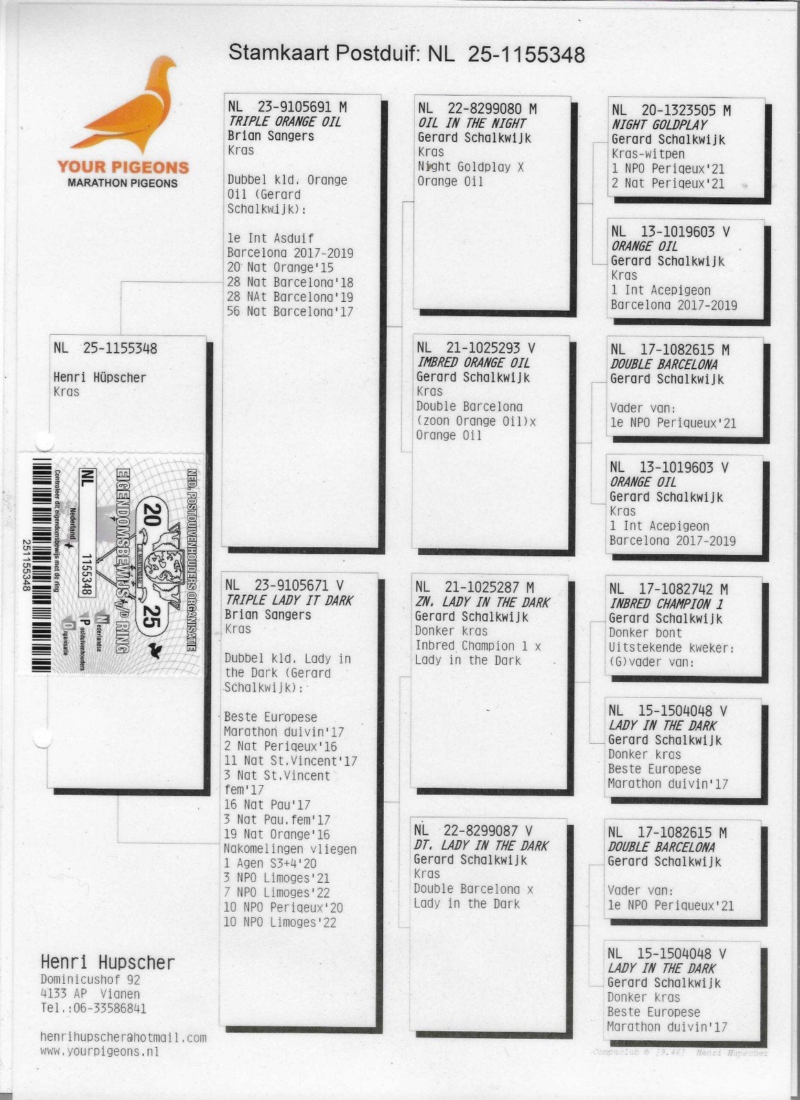 Postduif overnacht/ fond (lijn Gerard Schalkwijk), Dieren en Toebehoren, Mannelijk, Postduif