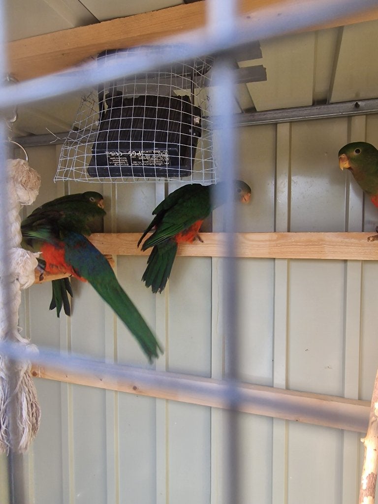 Koningsparkiet, Meerdere dieren, Parkiet, Geringd