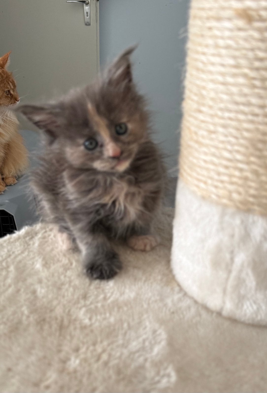 Maine Coon kittens met stamboom, Dieren en Toebehoren, Katten en Kittens | Raskatten | Langhaar, Meerdere dieren, Met stamboom