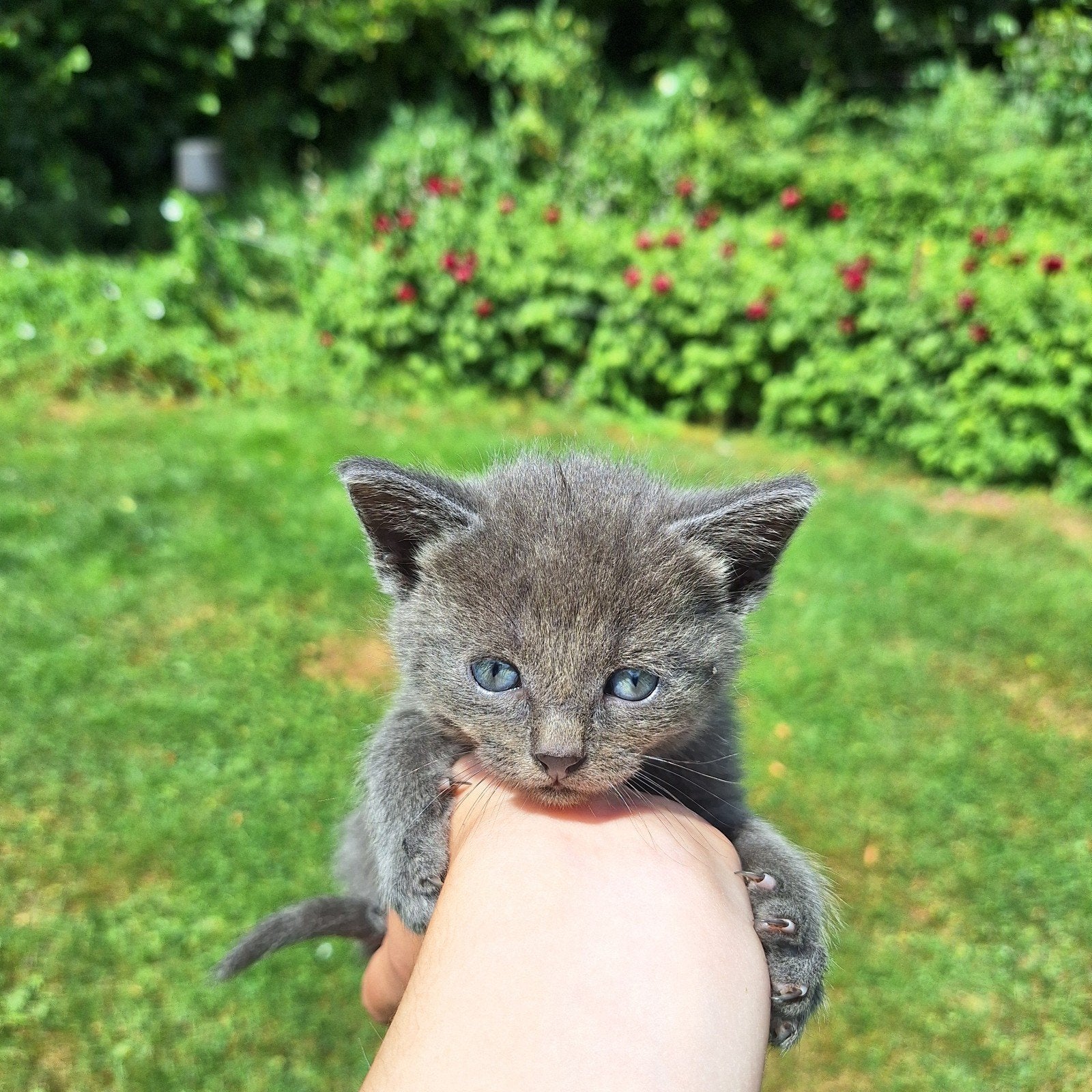Kittens, Dieren en Toebehoren, Meerdere dieren, Ontwormd, 0 tot 2 jaar