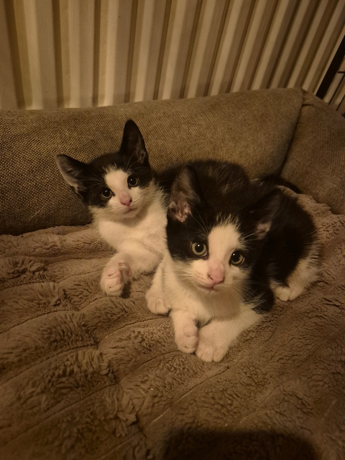 3 lieve katertjes mogen nu verhuizen!, Dieren en Toebehoren, Katten en Kittens | Overige Katten, Meerdere dieren