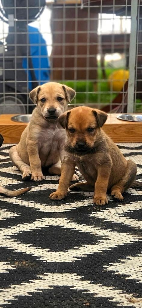 bijzonder nest pups Rhodesian Ridgeback x Herder mix, Dieren en Toebehoren, Honden | Herdershonden en Veedrijvers, Parvo, 8 tot 15 weken