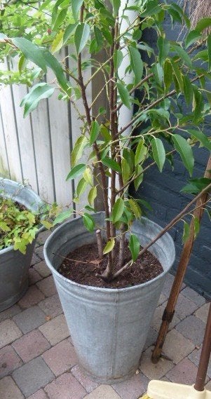 zinken bloembak met vaste plant, Ophalen, Gebruikt, Minder dan 60 cm, Rond