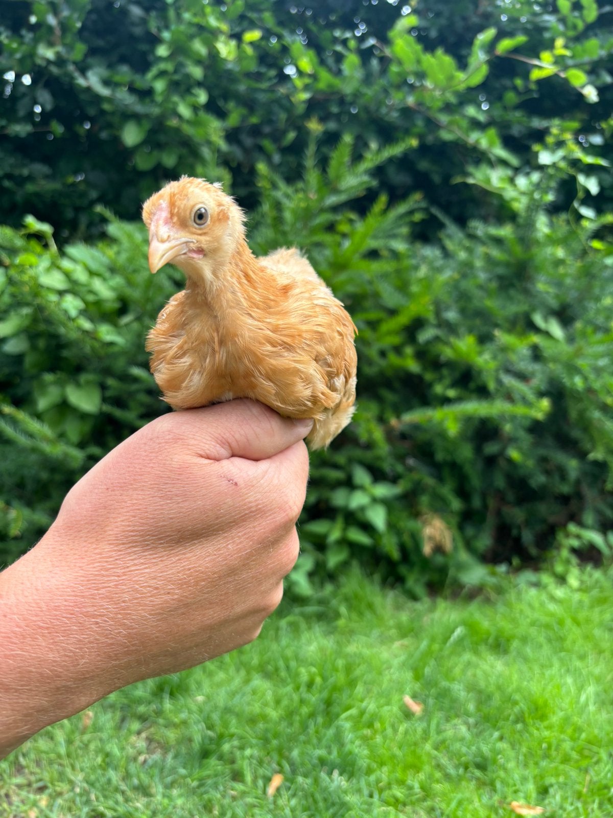Wyandotte kriel hennen, Dieren en Toebehoren, Pluimvee, Vrouwelijk, Kip
