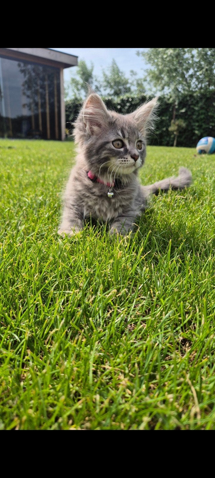 Maine Coon x Ragdoll kitten, Meerdere dieren, Gechipt