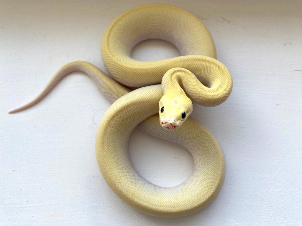 Dwerg tijgerpython 75% Python bivittatus progschai, Dieren en Toebehoren, Reptielen en Amfibieën, Slang, 0 tot 2 jaar