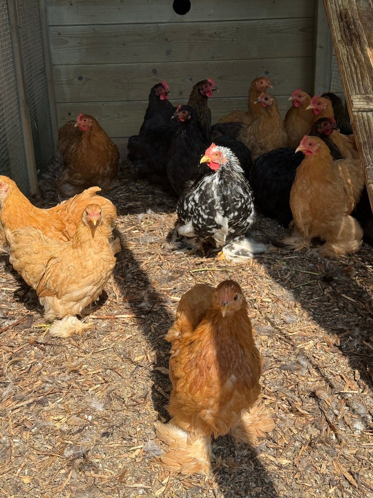 Cochin krieltjes, Dieren en Toebehoren, Pluimvee, Vrouwelijk, Kip