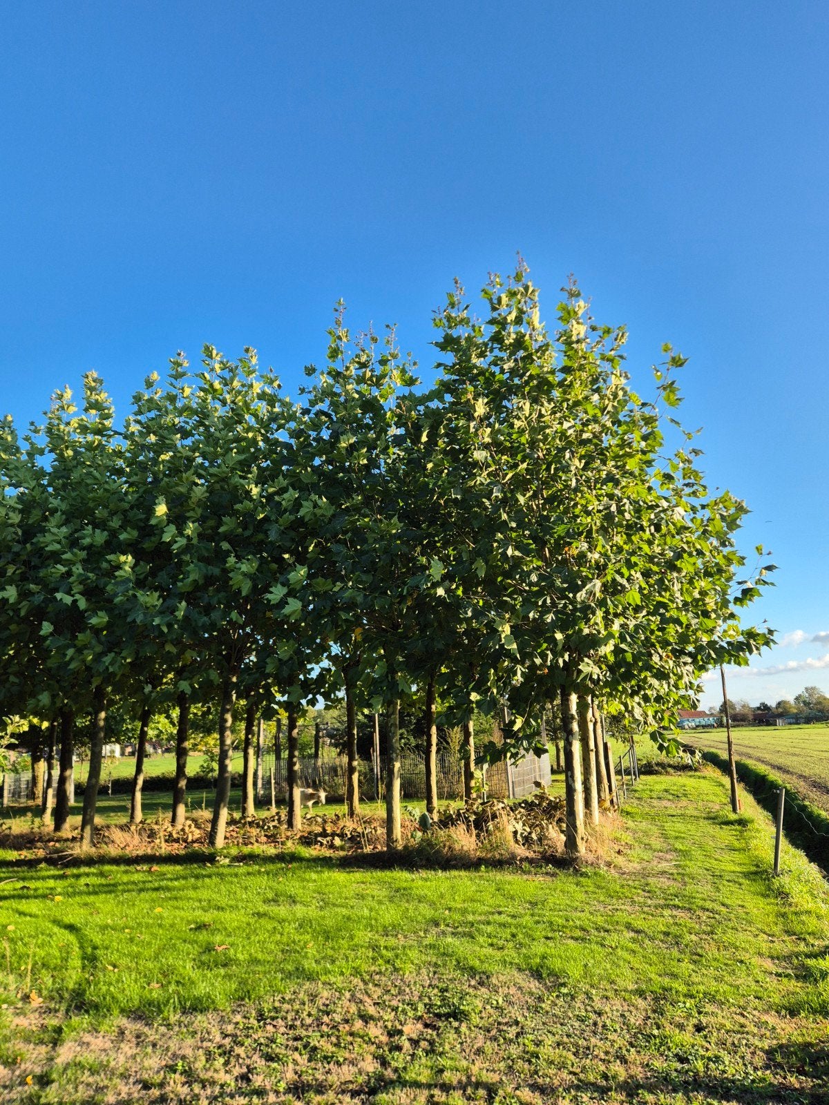 Mooie knotplatanen, Tuin en Terras, Bloeit niet, 100 tot 250 cm, Ophalen, Volle zon