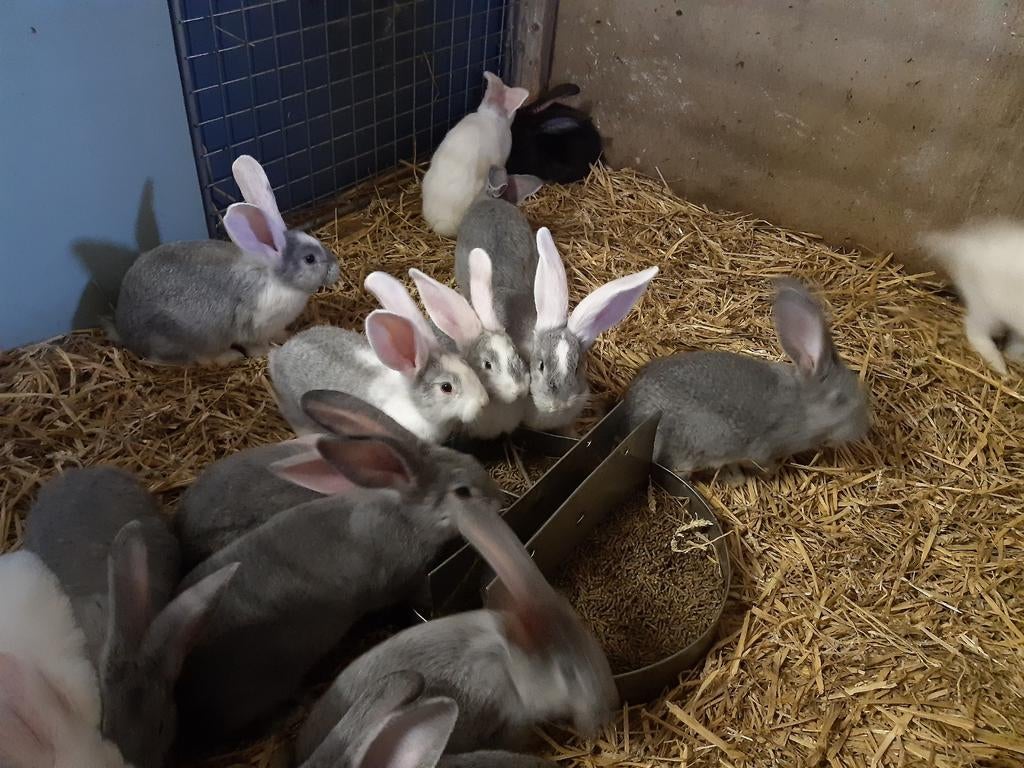 Jonge Vlaamse reuzen, konijnen, Dieren en Toebehoren, Meerdere dieren, Groot, 0 tot 2 jaar