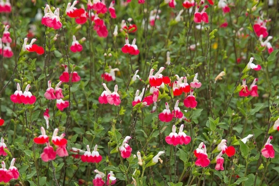 Bloeit nu mooi: Salvia microphylla 'Hot Lips' (Salie) in p9, Volle zon, Vaste plant, Zomer, Ophalen