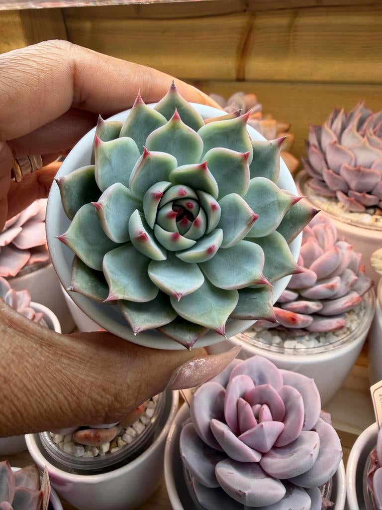 Echeveria Chihuahuaensis - Compacte en kleurrijke succulent, Verzenden, Halfschaduw, Minder dan 100 cm