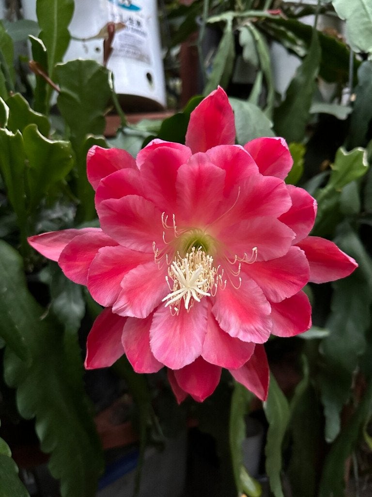 cactus - Epiphyllum Meadow Rose, Ophalen of Verzenden, Cactus, Volle zon, Minder dan 100 cm