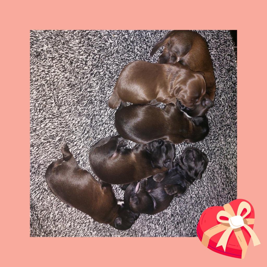 Shih tzu pups, Dieren en Toebehoren, Overige rassen, 8 tot 15 weken, Meerdere, Meerdere dieren