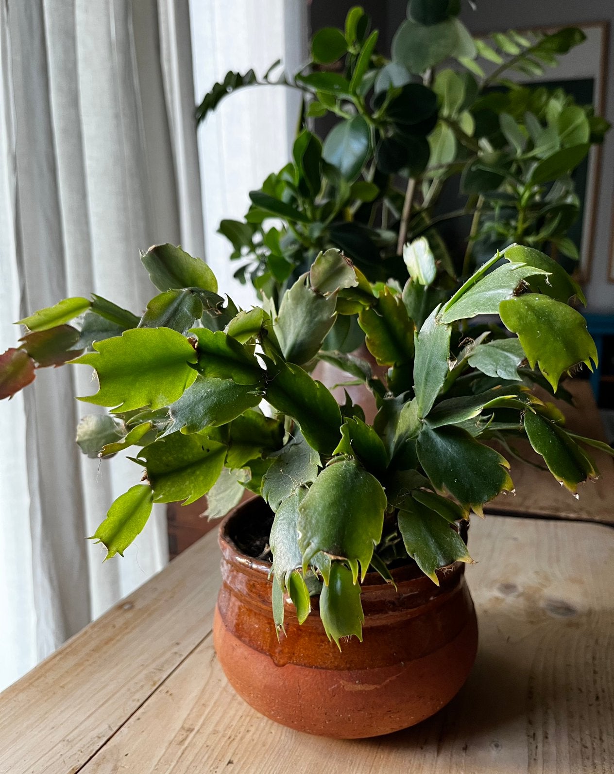 Lidcactus cactus met pot, Ophalen, Cactus, Minder dan 100 cm, Bloeiende kamerplant