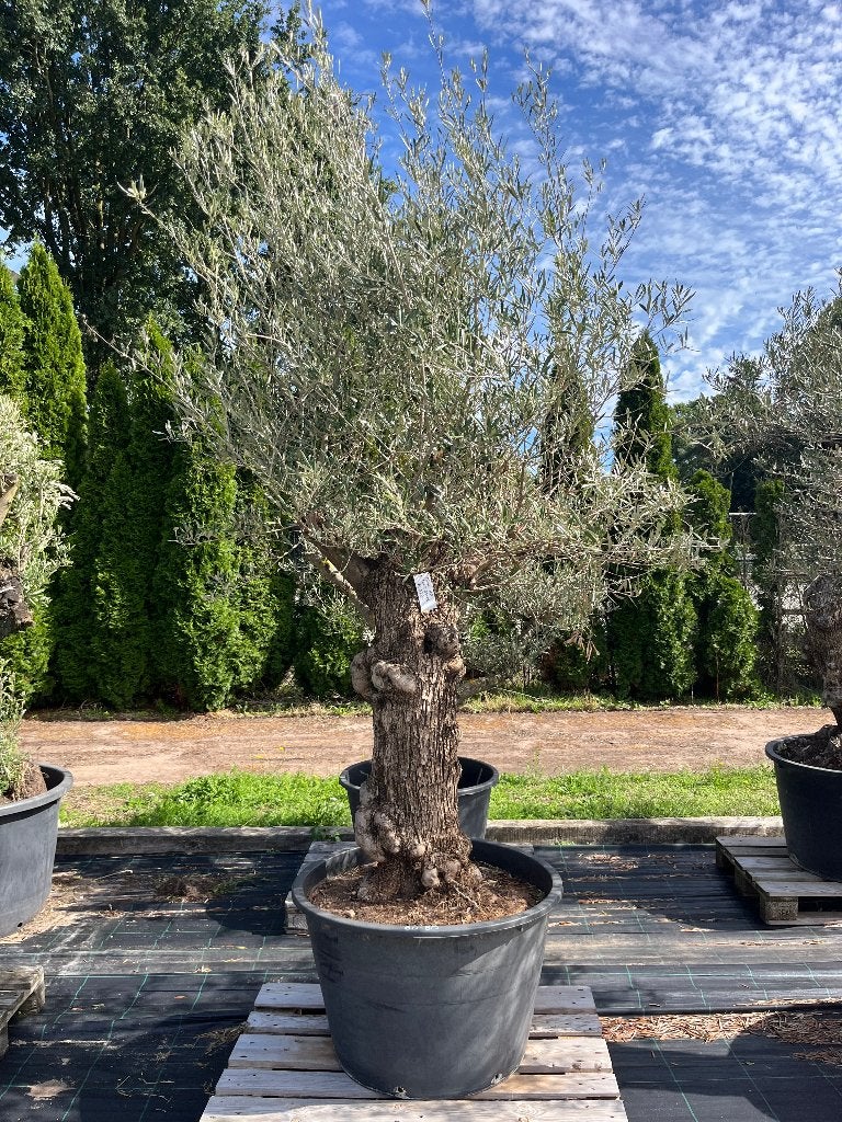 Winterharde Olijfboom - Olea Europaea Pata, Ophalen of Verzenden, 100 tot 250 cm, Olijfboom, Zomer