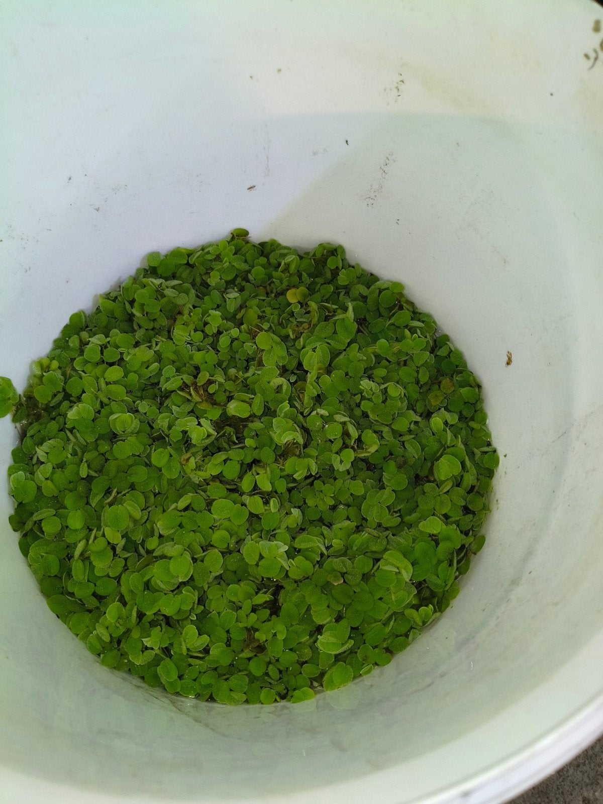 Salvinia drijfplant, Ophalen, Plant(en), Steen of Hout