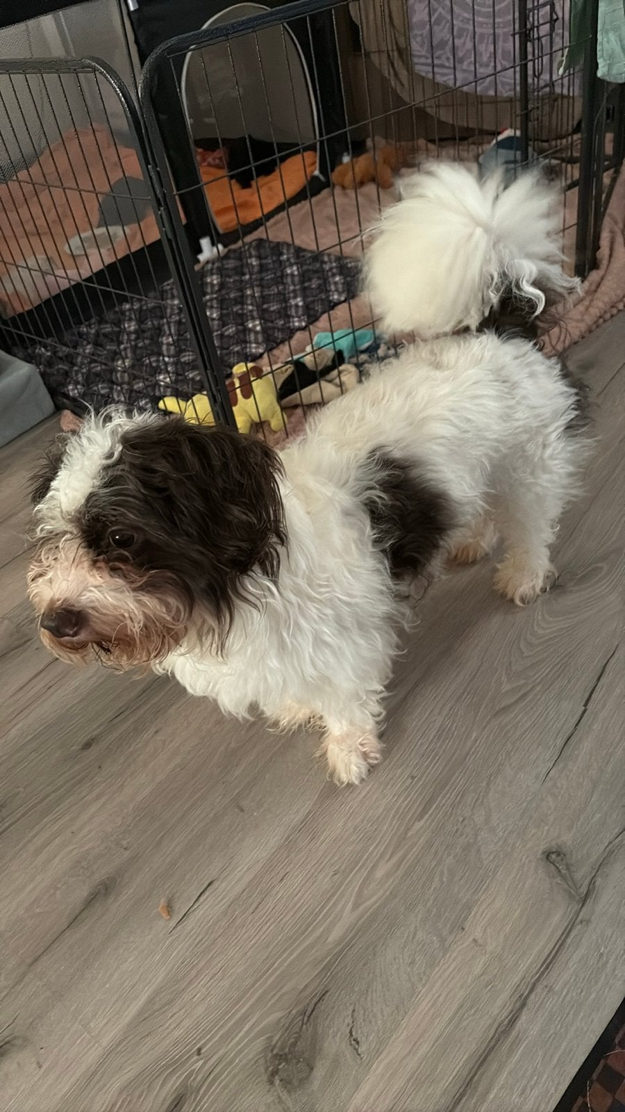 Lieve maltipoo reu van 3 jaar oud, Dieren en Toebehoren, Honden | Niet-rashonden, Reu, Parvo, Eén hond, Klein