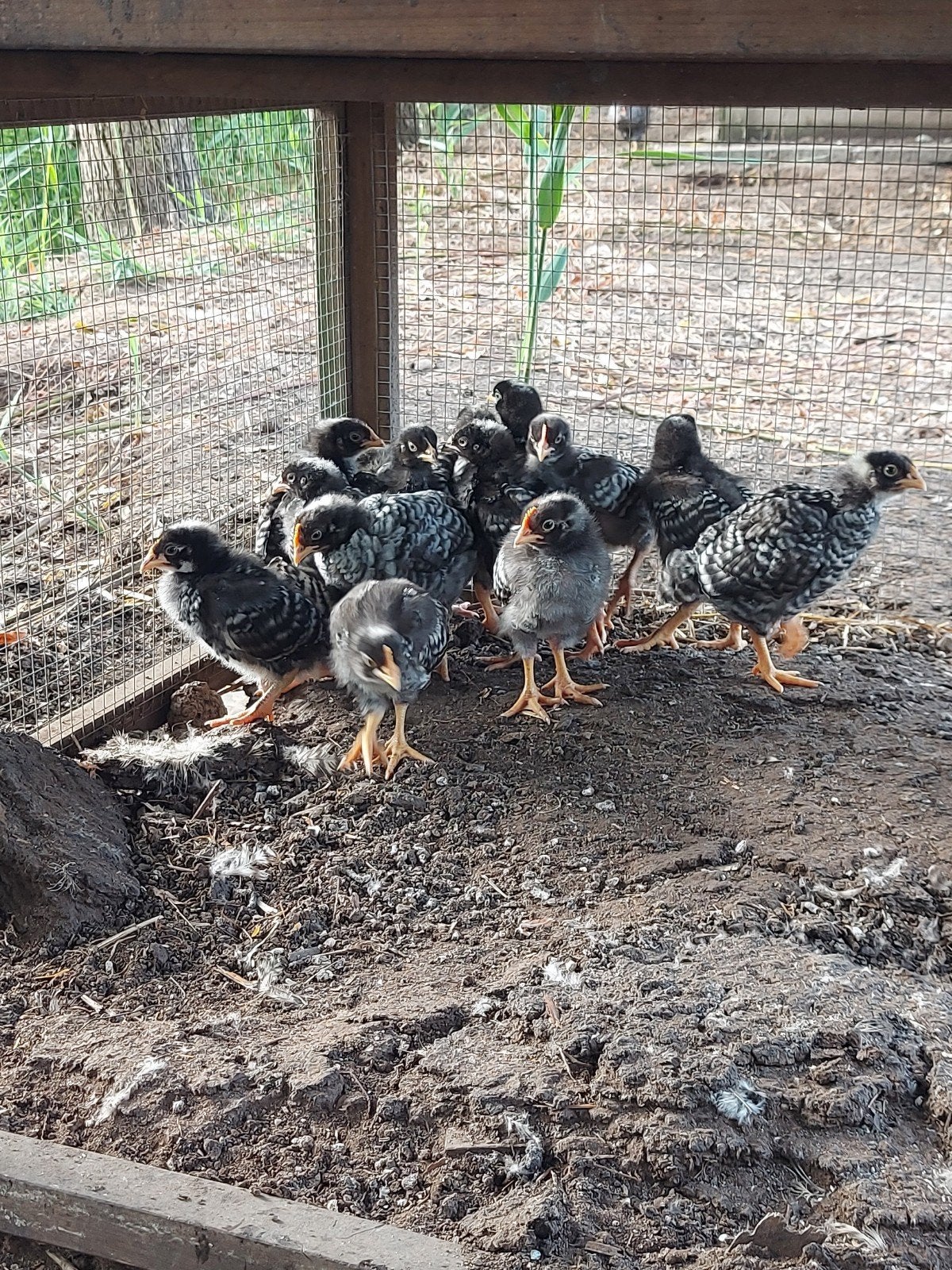 Kuikens amrock, Dieren en Toebehoren, Pluimvee, Geslacht onbekend, Kip