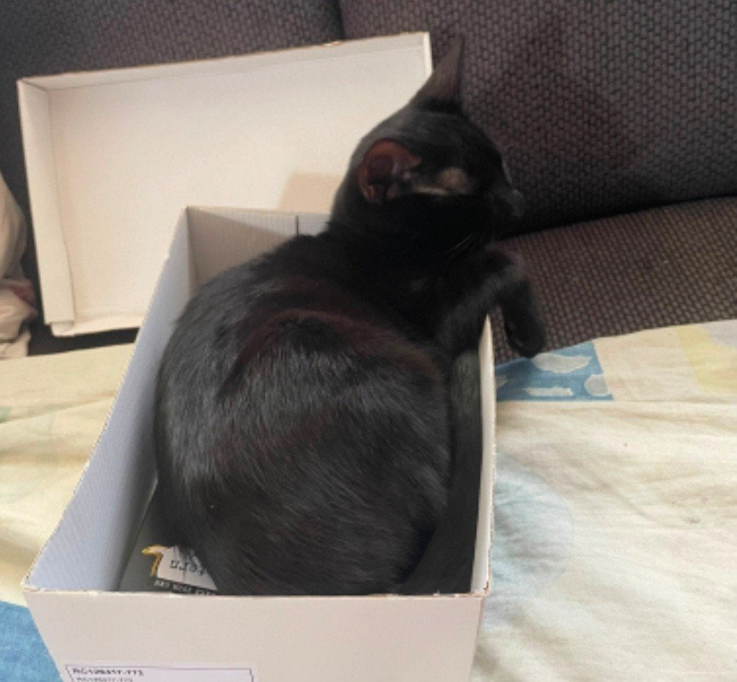 Kittens  Lapjes kittens, Meerdere dieren, Kortharig, 0 tot 2 jaar