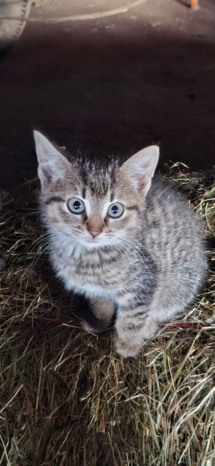 Boederij kitten te koop, Meerdere dieren