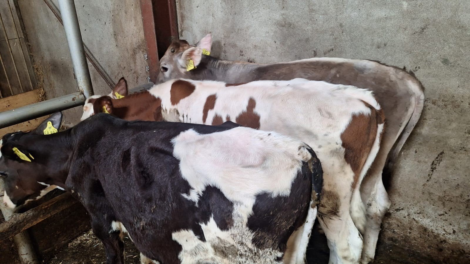 3 stierkalveren 5 maanden oud, Dieren en Toebehoren, Runderen, Mannelijk, 0 tot 2 jaar