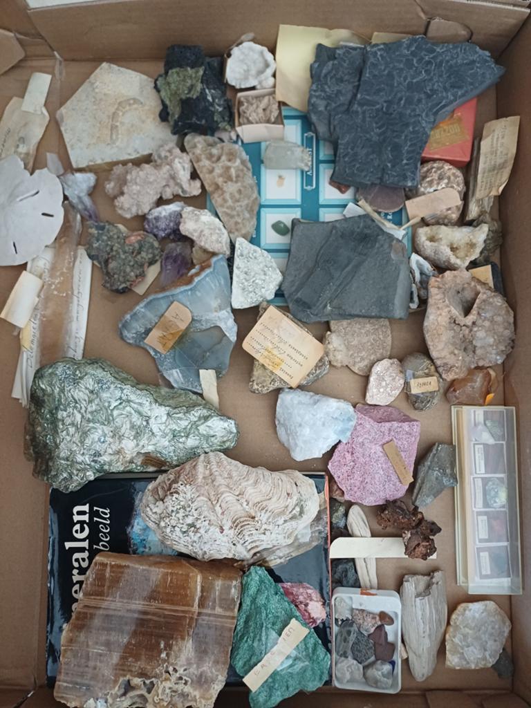 Grote verzameling mineralen, fossielen en schelpen, Verzamelen, Mineralen en Fossielen, Ophalen, Fossiel