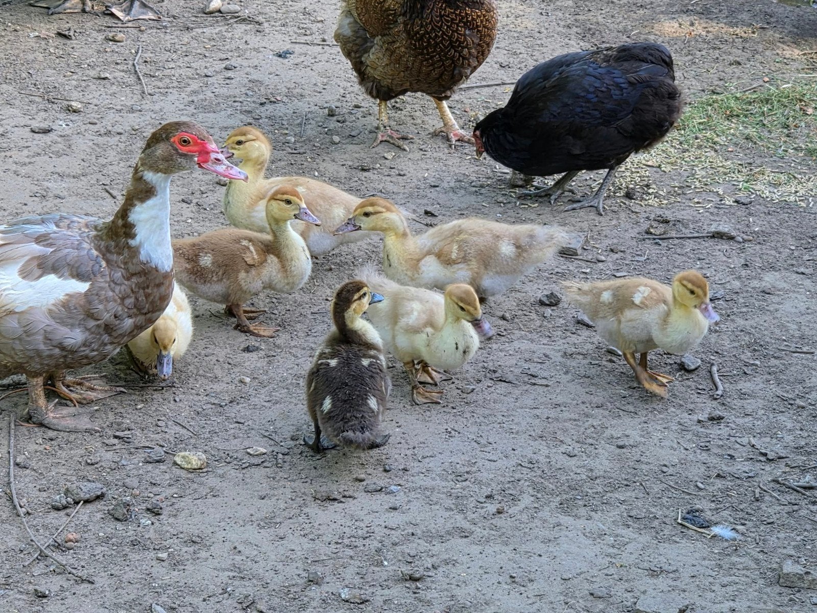 muskus eenden te koop, Meerdere dieren, Eend