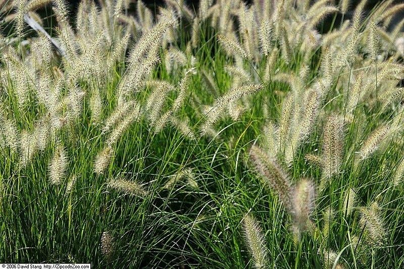 Mixpartij 50  Siergrassen in soorten €100,-, Tuin en Terras, Planten | Tuinplanten, Volle zon, Vaste plant, Siergrassen, Ophalen of Verzenden