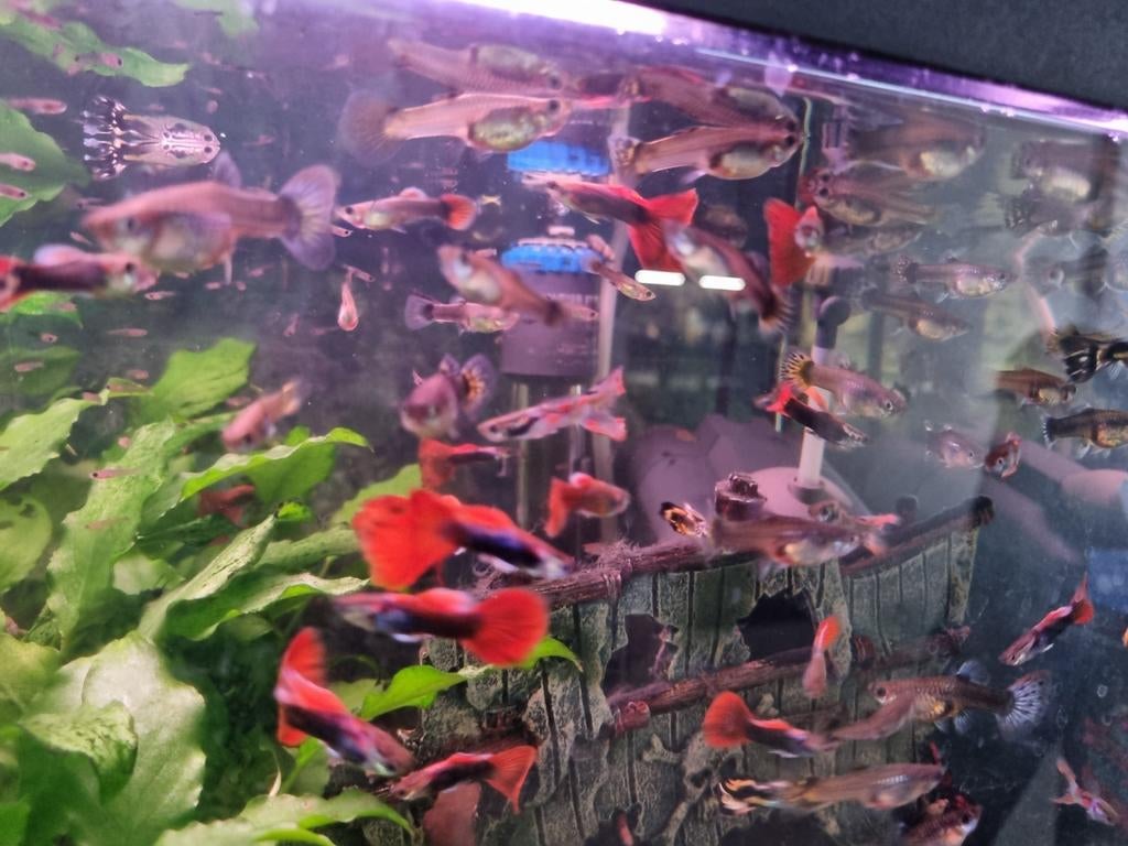 Guppen guppies vissen, Vis