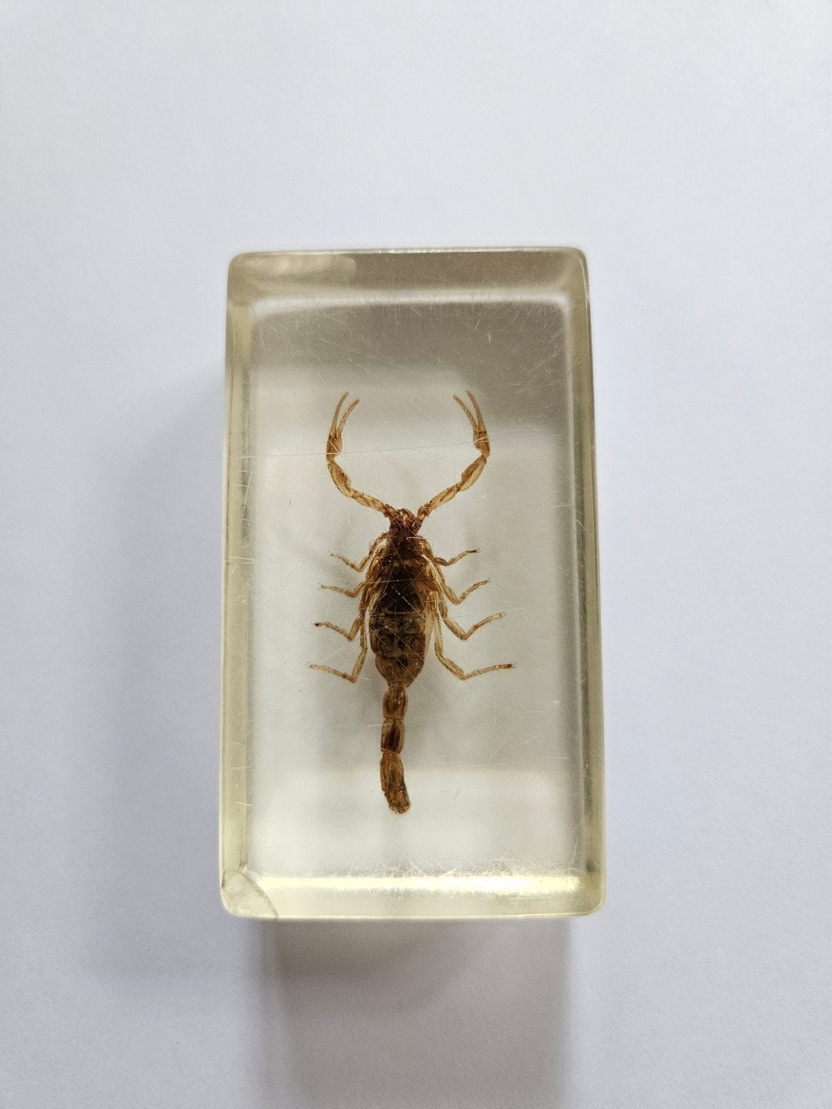 Echte Schorpioen in Hars - Uniek Decoratiestuk, Ophalen of Verzenden, Zo goed als nieuw