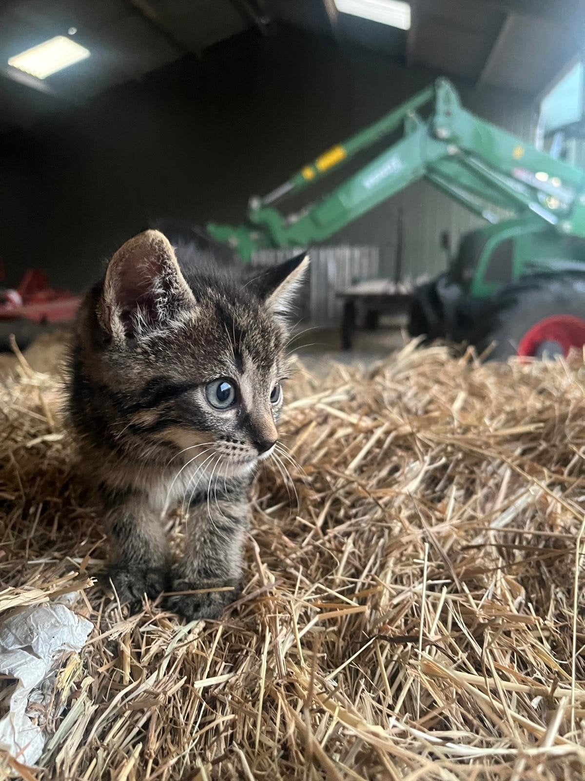 lieve boerderijkittens, Dieren en Toebehoren, Katten en Kittens | Overige Katten, Meerdere dieren, Kortharig
