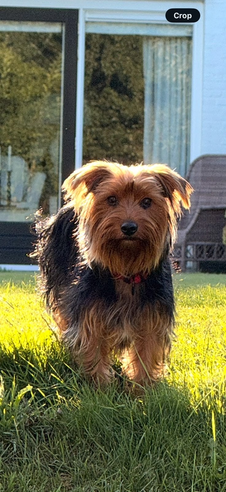 Mia, ♥️10 maanden oud, Yorkshire Terrier,7.5kg.super lief 💖, Dieren en Toebehoren, 15 weken tot 1 jaar, Teef, Eén hond, CDV (hondenziekte)