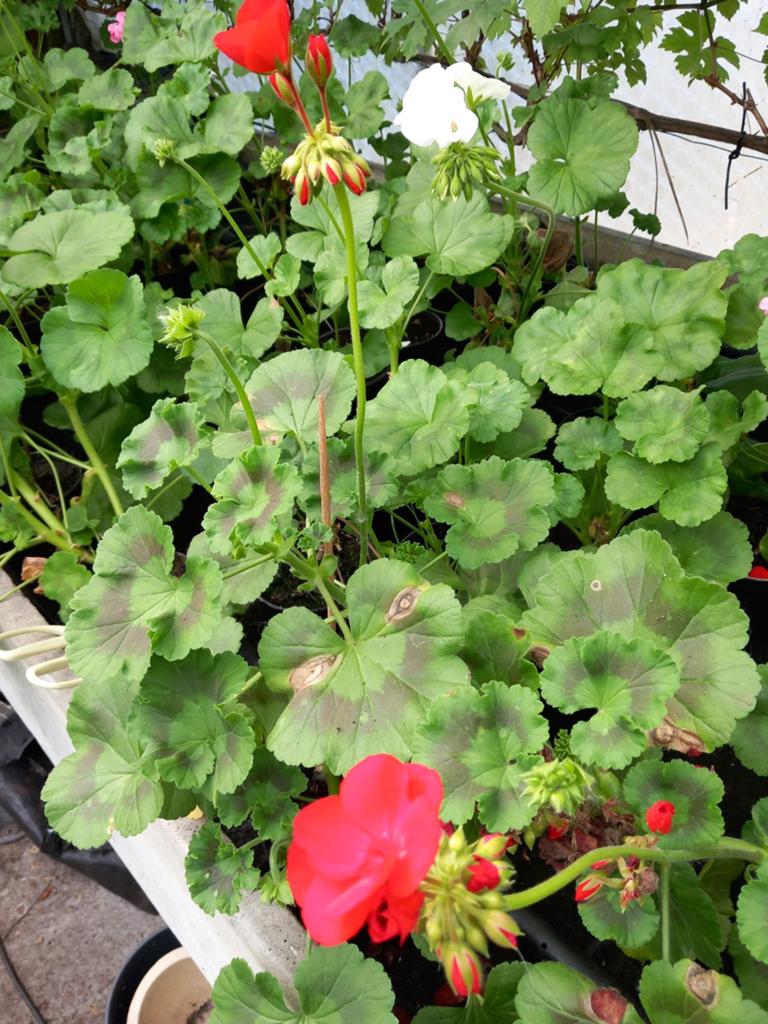 Geranium, Volle zon, Eenjarig, Zomer, Ophalen