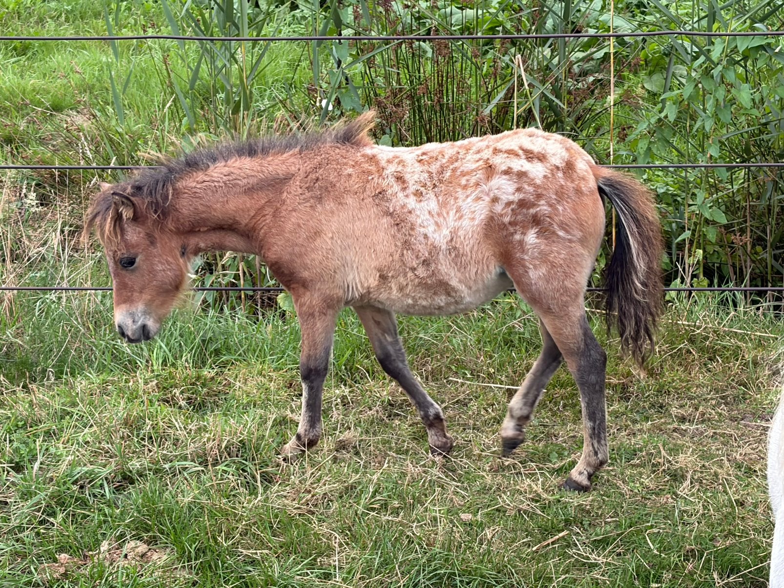 Appaloosa merrie veulen, Dieren en Toebehoren, Merrie, A pony (tot 1.17m), 0 tot 2 jaar