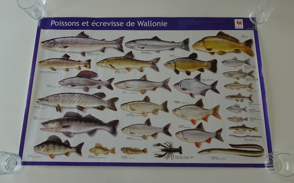 Poster '' Vis en Rivierkreeft uit Wallonië '', Ophalen, Zo goed als nieuw, A1 t/m A3, Overige onderwerpen