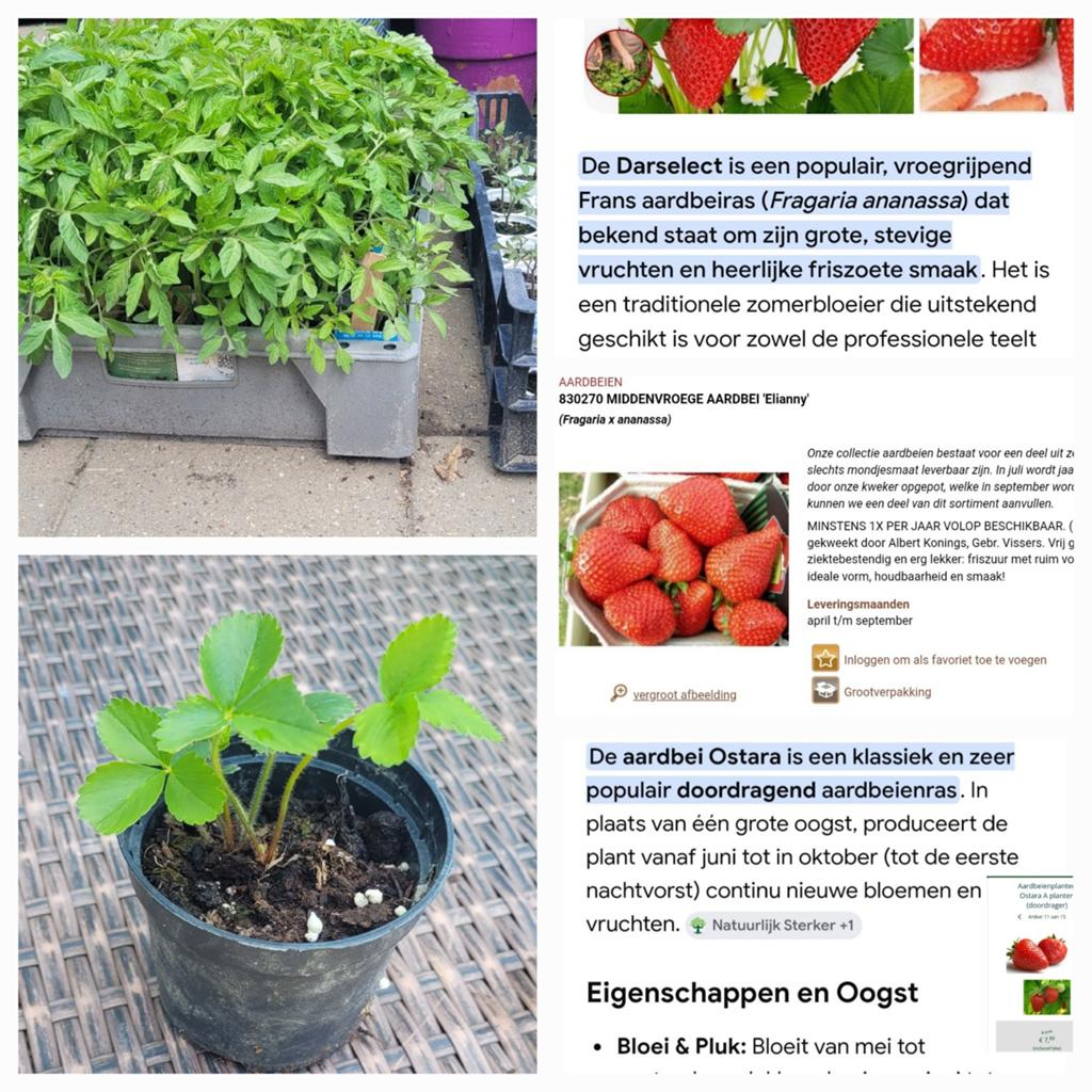 €1 Bio groenten plantjes tomaten, Ophalen of Verzenden, Eenjarig, Groenteplanten, Volle zon