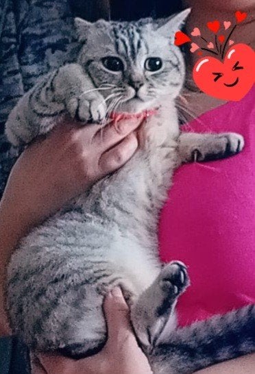 Britse kortehaar poes zoekt een gouden huis, Dieren en Toebehoren, Katten en Kittens | Raskatten | Korthaar, Poes, Ontwormd, 0 tot 2 jaar