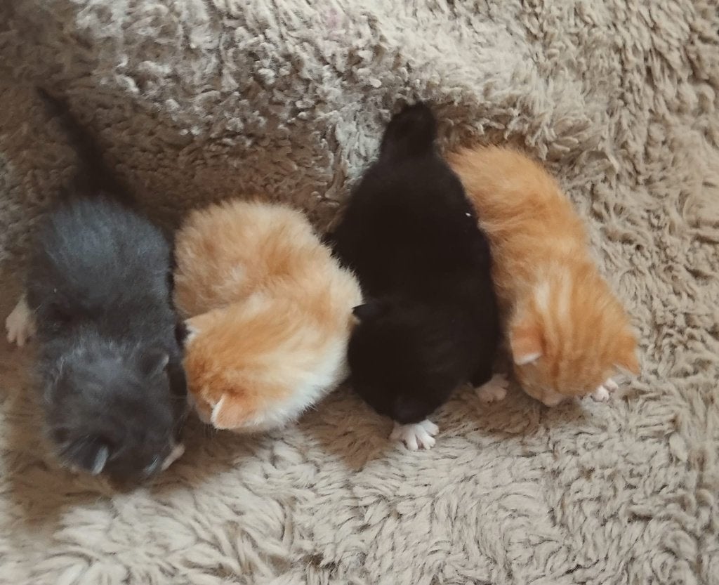 Kittens, Dieren en Toebehoren, Katten en Kittens | Raskatten | Korthaar, Meerdere dieren, Ontwormd, 0 tot 2 jaar