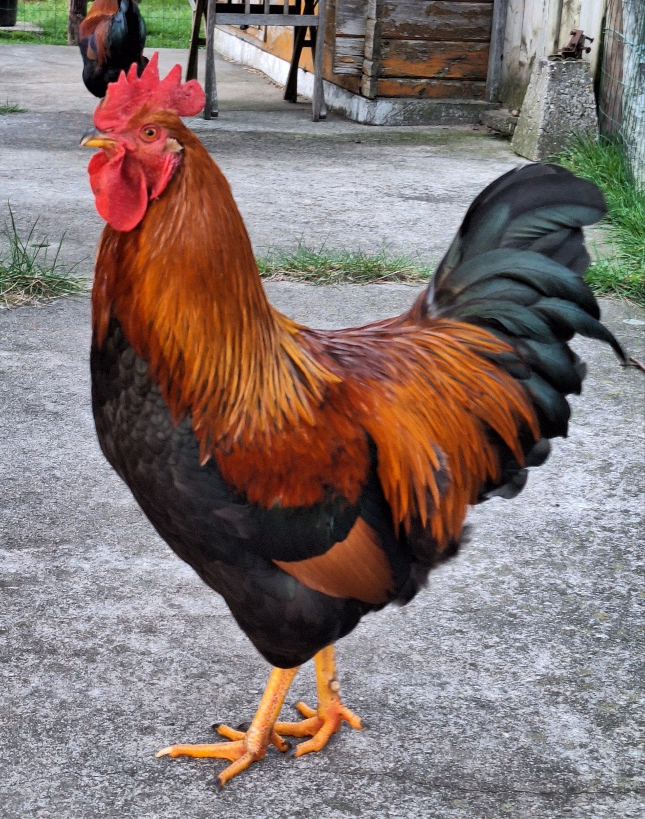 Welsumer hanen, Dieren en Toebehoren, Pluimvee, Mannelijk, Kip