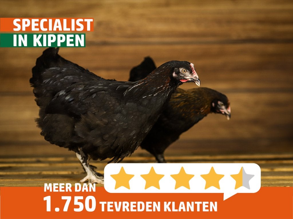 Marans kippen | Rustige kippen | Speciale eieren, Vrouwelijk, Kip