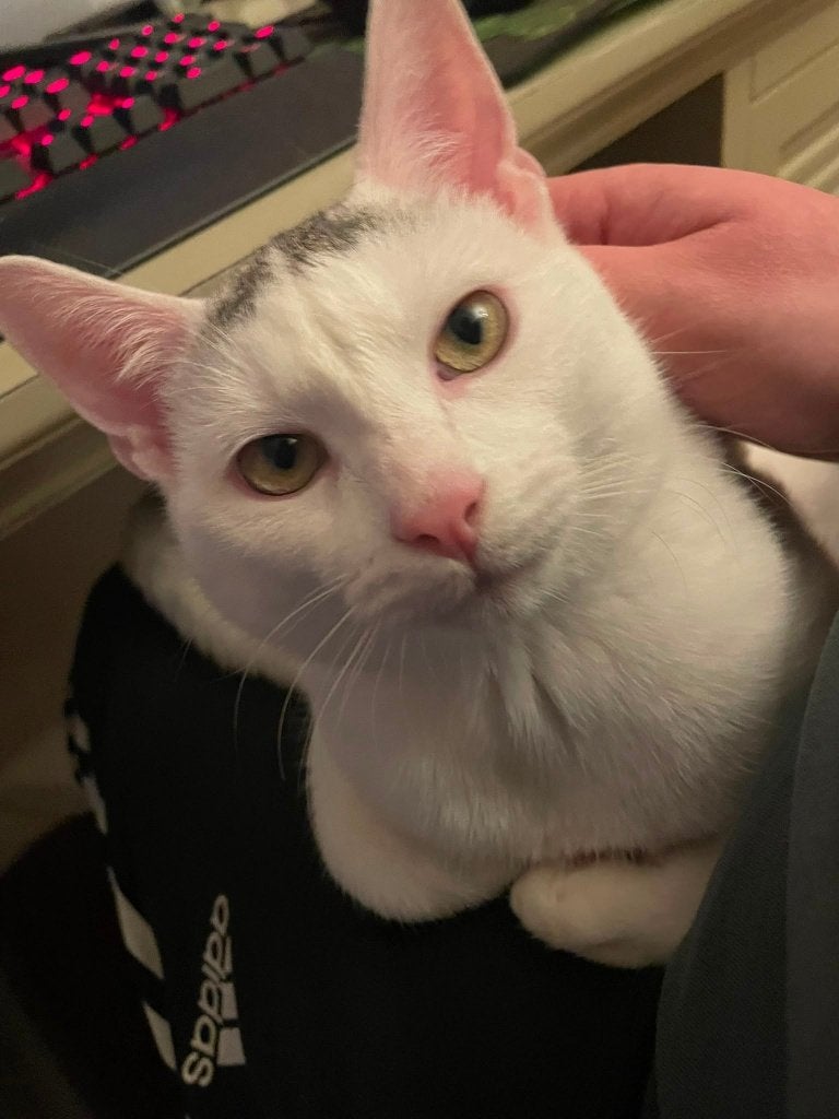 Kater 1 jaar, Kater, Gechipt, 0 tot 2 jaar