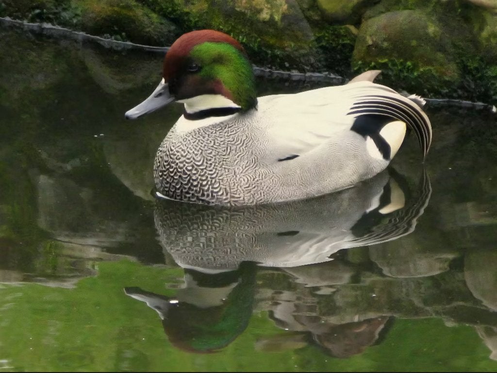 Sikkeleend man siereenden watervogels eend, Mannelijk, Eend