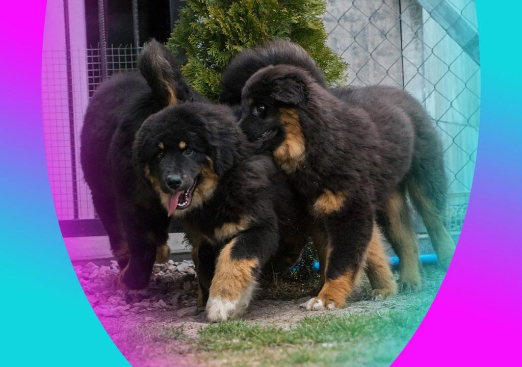 Wilczarz Buriacko Mongolski nie Mastif, Reu, 8 tot 15 weken, Buitenland, Parvo
