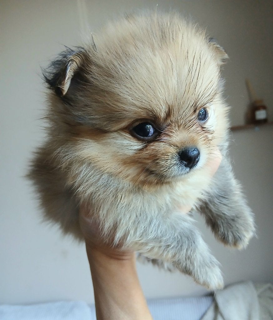 Pomeriaan pups, Keeshond, 8 tot 15 weken, Parvo, Meerdere