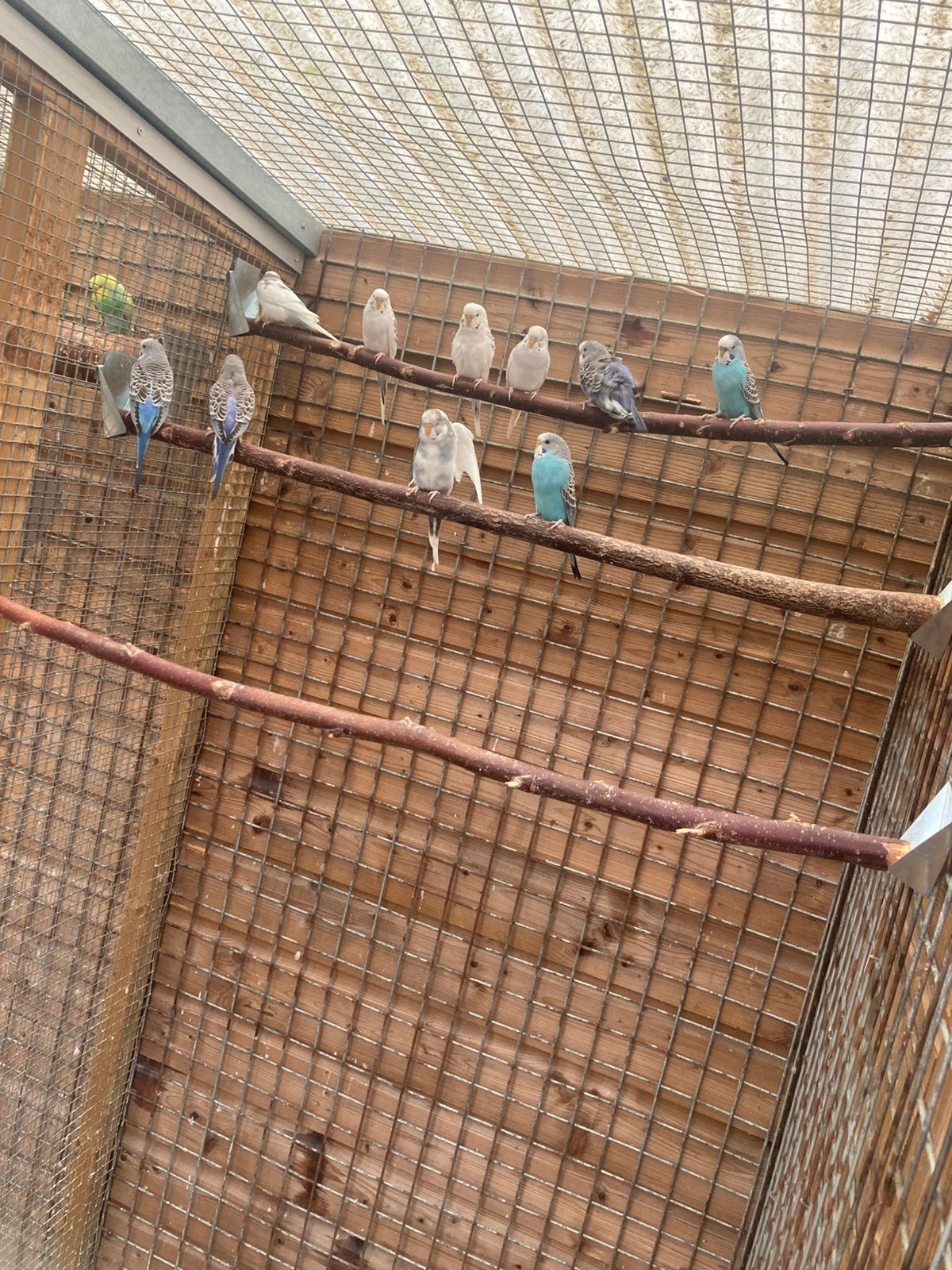 Grasparkiet te koop, Dieren en Toebehoren, Geslacht onbekend, Parkiet, Geringd