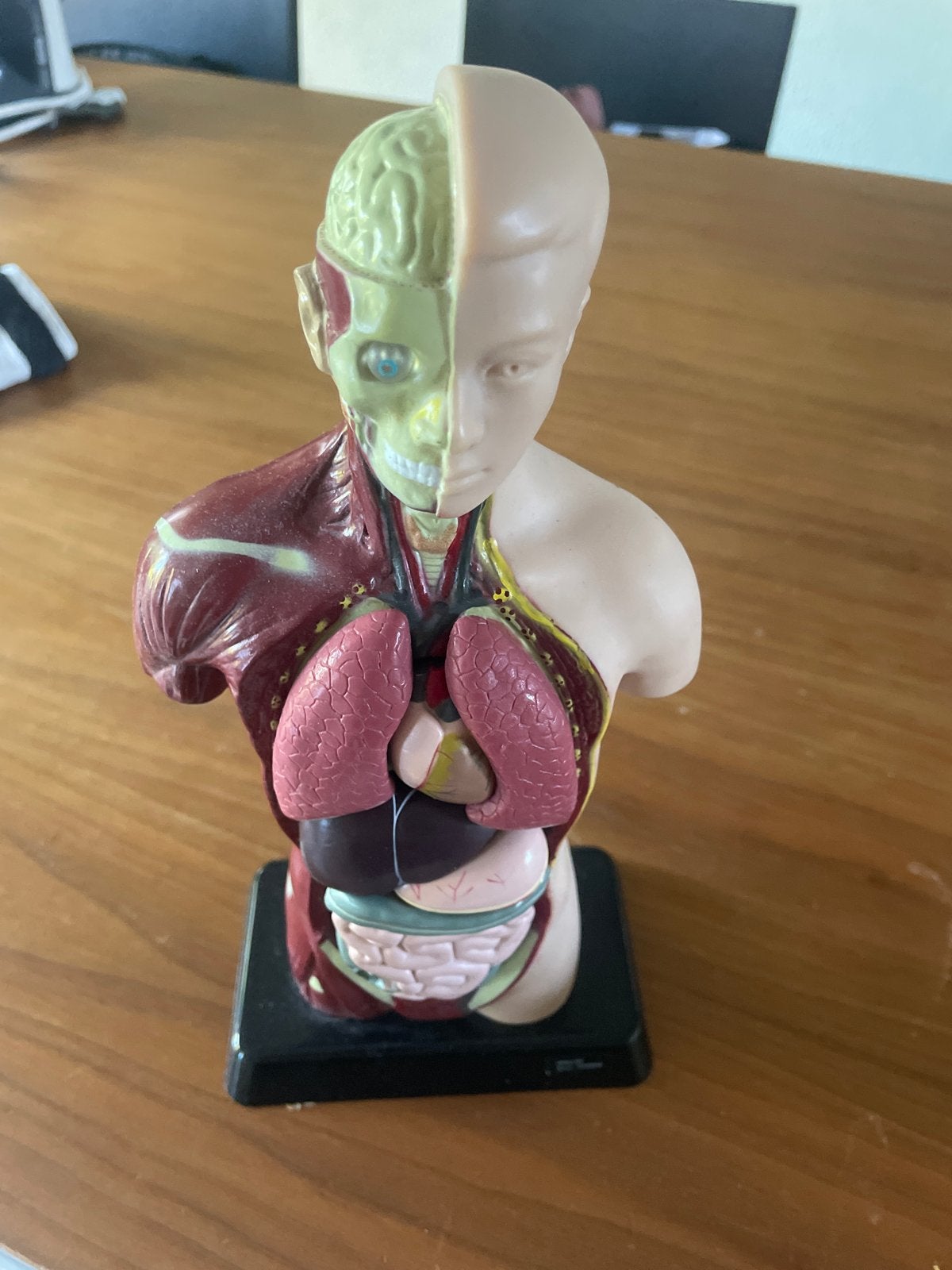 Anatomisch model menselijk lichaam - Torso, Ophalen of Verzenden, Zo goed als nieuw