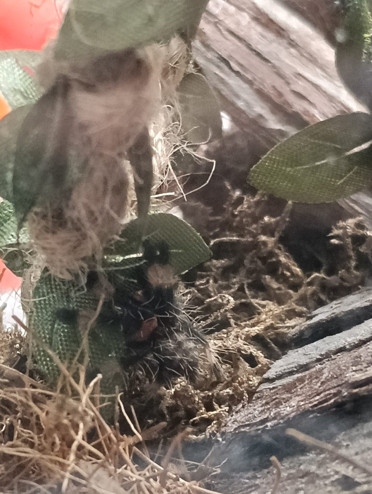 Vogelspin, Dieren en Toebehoren, Spin of Schorpioen