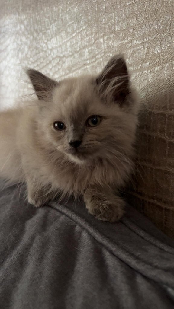 Lieve en sociale kittens Ragdolls  (Blue Point & Blue Mink), Dieren en Toebehoren, Katten en Kittens | Raskatten | Langhaar, Meerdere dieren