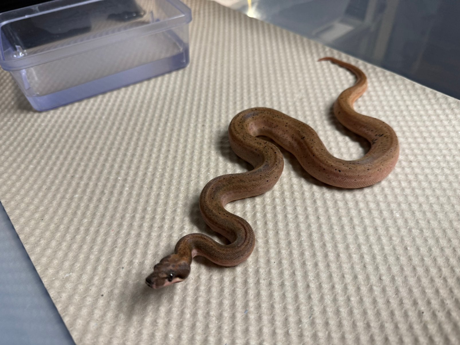 Boa constrictor.   Hypo eclipse. 0.1. Nk 2026. Boa Constrictor photo 2