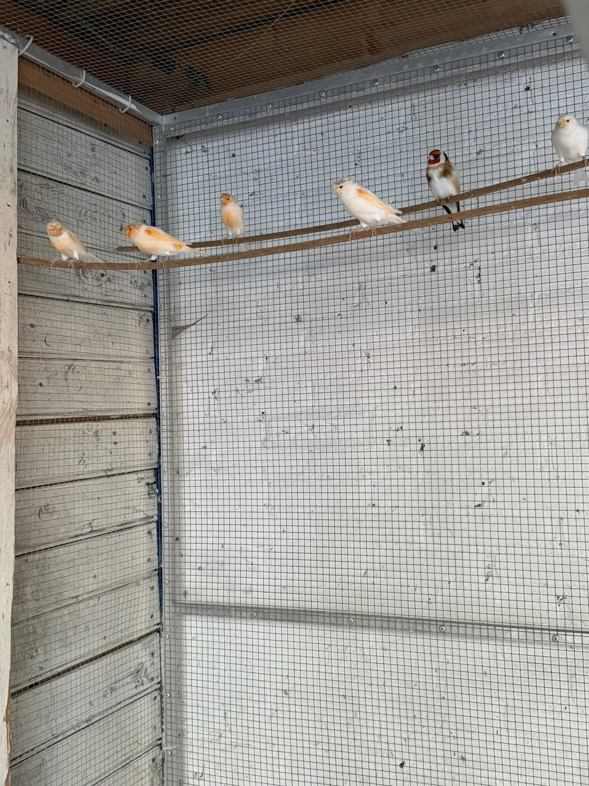 Te koop aangeboden: 6 kanaries 3 mannen en 3 poppen., Meerdere dieren, Kleurkanarie